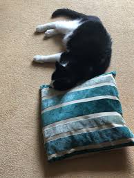 Maybe you would like to learn more about one of these? Cambridge Cat Clinic Mini Wright Twitter
