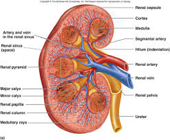 Compare the anatomy of the sheep kidney to the human kidney. Renal Pelvis Human Kidney Kidney Anatomy Human Anatomy And Physiology