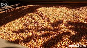 Descoperiti 1 produse din sectiunea masina de recoltat porumb de la agrosez com srl: Vand Boabe Porumb Adroi Food