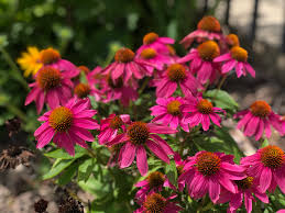 Abritel y dispose d'un parc de 1 125 locations saisonnières pour vos séjours. Chicago Park District Holding Flower Sale To Prevent Waste Due To Coronavirus Pandemic Wgn Tv