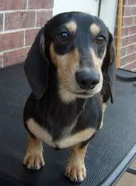 Black And Cream Mini Dachshund Black And Cream Smooth Hair Dachshund Doxie Dogs