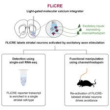 If you have any questions, please contact me. A Molecular Calcium Integrator Reveals A Striatal Cell Type Driving Aversion Sciencedirect