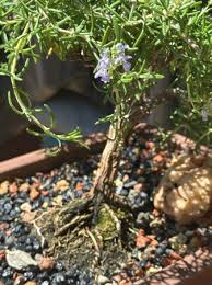 Image result for rosemary bonsai