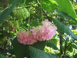 Image result for Dombeya lastii