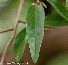 Image result for Hexalobus monopetalus