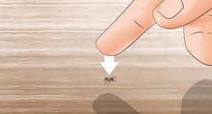 Download small ant images and photos. How To Get Rid Of Tiny Ants With Pictures Wikihow