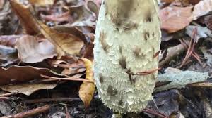 Couldn't resist filming a little how to for people that. Finding And Cooking Shaggy Mane Mushroom Youtube