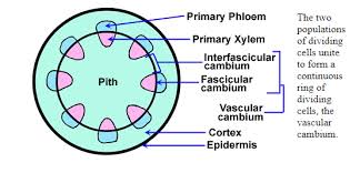 What Is The Difference Between Primary Xylem And Secondary Xylem Viva Differences