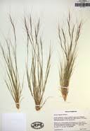 Image result for Aristida leucophaea