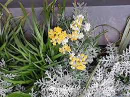 Image result for Cineraria mazoensis