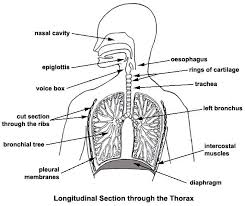 They provide the raw the alimentary canal begins at the mouth, passes through the thorax, abdomen, and pelvis and ends at the anus. The Open Door Web Site Biology Into The Thorax The Structure And Function Of The Lungs
