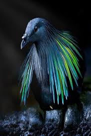 Birds Lyrics Imagine Dragons Meaning Nicobar Pigeon The Coolest Pigeon In The World Video Nicobar Pigeon Pet Birds Beautiful Birds