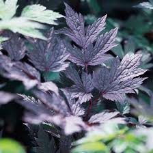 Bears male and female flowers on separate pl. Great Plants For Pacific Northwest Landscapes Better Homes Gardens