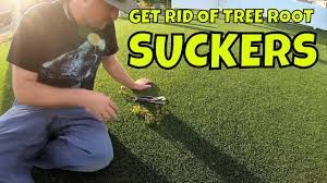 It contains a plant hormone that, when applied to a sucker, inhibits its growth for 6 months or so without harming the parent tree. How I Get Rid Of Tree Root Suckers Giveaway Winners Connor Ward Youtube