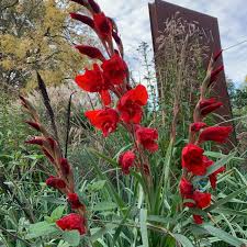 Image result for Gladiolus dalenii