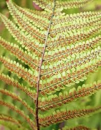 Image result for Dryopteridaceae