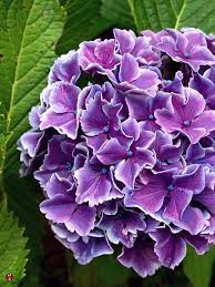Purple Hydrangia Beautiful Flowers Pretty Flowers Flower Garden