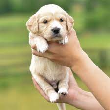 Browse thru our id verified puppy for sale listings to find your perfect puppy in your area. Puppy Comfort Golden Retriever Party Fun Outside Outdoors Nature Comfort Retriever Puppies Retriever