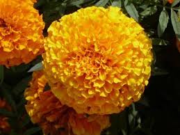 We did not find results for: Giant Marigold At Rs 5 Piece Dhulagori Howrah Id 1484454891
