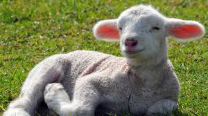 Steckbrief Schaf Wissen Swr Kindernetz