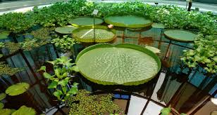 Botanischer Garten Zagreb Schatten Riesen Seerosen