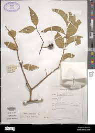 Image result for Opilia amentacea