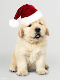 Portrait Of A Cute Golden Retriever Puppy Wearing A Santa Hat Premium Image By Rawpixel Com Te Retriever Puppy Golden Retriever Puppy Dogs Golden Retriever