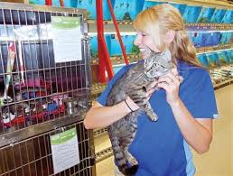 County animal shelter animals at the shelter. Local Agency Takes In Merced County Cats Loveland Reporter Herald