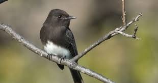Birds Of Western Washington Identification Black Phoebe Had The Pleasure Of A First Time Sighting In Cambria California March 30 2012 Phoebe Photo Viewer Photo