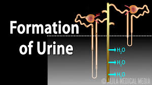 Formation Of Urine Nephron Function Animation
