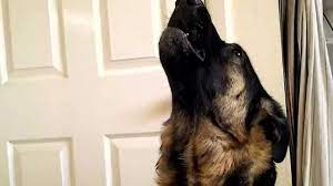 Howling for a german shepherd can at times be a way to warn others that they may be encroaching on its territory. Best German Shepherd Dog Howling For His Mama Youtube