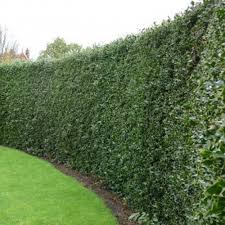 Place the hollies in the trench, staggering them 6 inches apart for smaller, dwarf varieties such as many japanese hollies (ilex crenata), which are hardy to usda hardiness zones 6 through 9; Pot Grown Common Holly Hedge Ilex Aquifolium Spd Fife