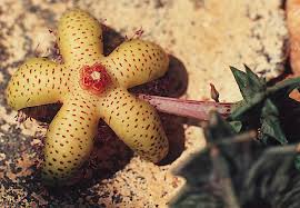 Image result for Orbea maculata