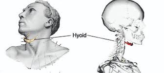 Image result for Hyoid Bone