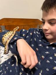 What else is needed for a comfortable ball python enclosure?