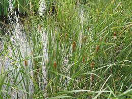 Image result for Typhaceae