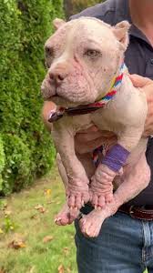 Buying and paying for dogs is contributing to this… Think twice before  saying : “ i really want that specific breed”. The world is full of angels  that will be as beautiful