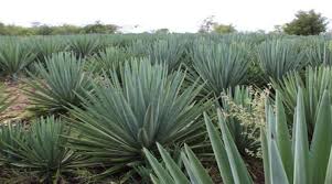Image result for Agave sisalana