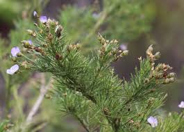 Image result for Psoralea arborea