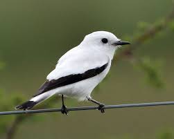 Birds That Start With U In Spanish Pin On Birds Of A Feather And Other Flying Creatures