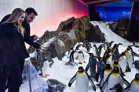 However, the galapagos penguins, little penguins (eudyptula minor) and african penguins can withstand much hotter temperatures and could theoretically make the shift farther north. Penguin Passport At Sea Life Melbourne Aquarium Marriott