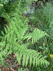 Image result for Elaphoglossum macropodium