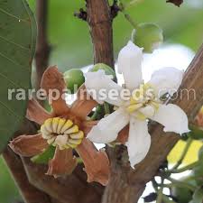 Image result for Bellucia