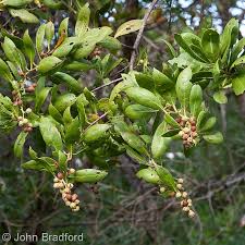 Image result for Conocarpus erectus