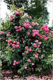 That will ever, bloom for you. Roses That Lack Bugs But Also Perfume The New York Times