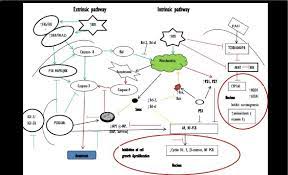 Camel milk and urine possess potent cardiovascular actions. Anticancer Effect Of Camel S Milk And Urine Cm Cu Cm Cu Induce Download Scientific Diagram