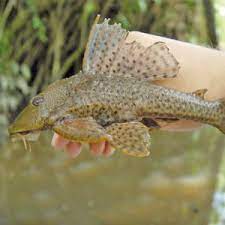 Can Plecos Live In Outdoor Ponds Cold Water Plecos Pond Informer
