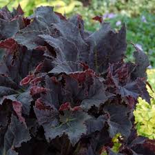 Image result for Begonia brevibracteata