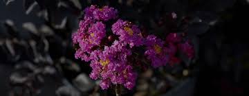 The New Standard For Crapemyrtles Black Diamond Blooms