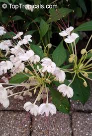 Image result for Clerodendrum incisum